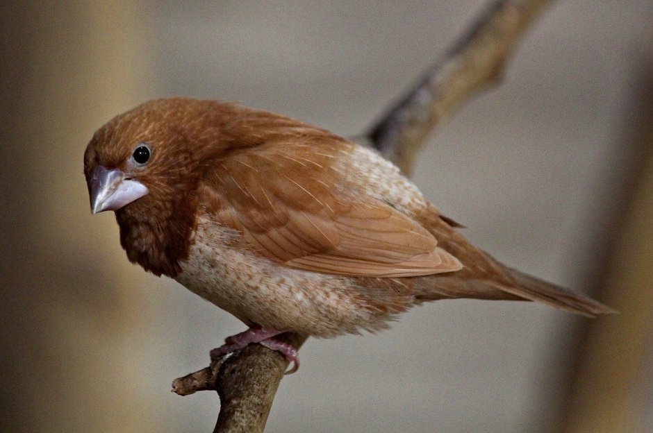 Коричневая птица