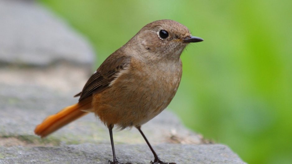 Маленькая птичка