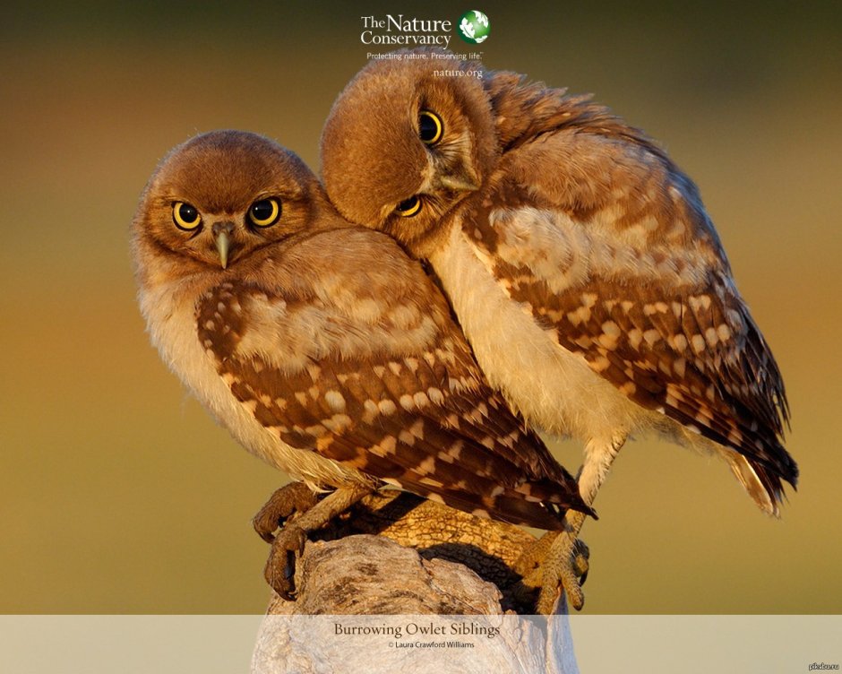 Совы парочки