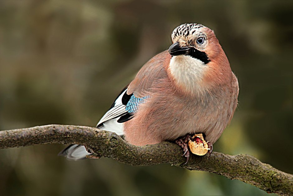 Отряд Воробьинообразные Сойка