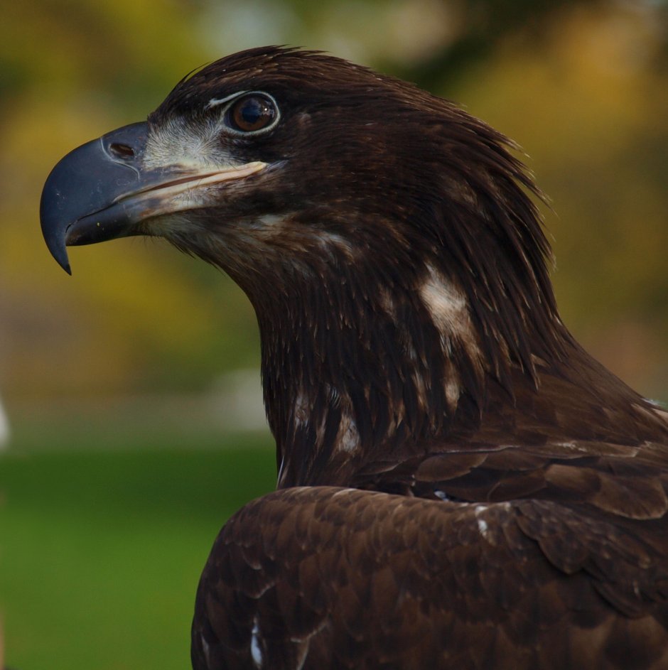 Большая коричневая птица