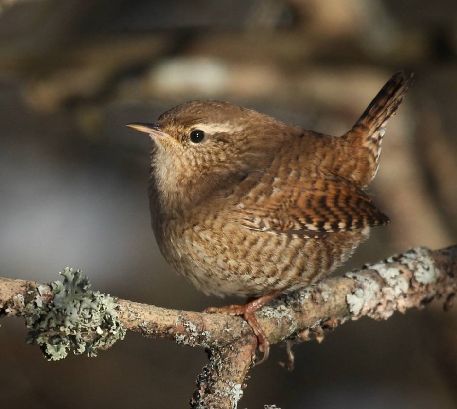 Стефенский кустарниковый крапивник