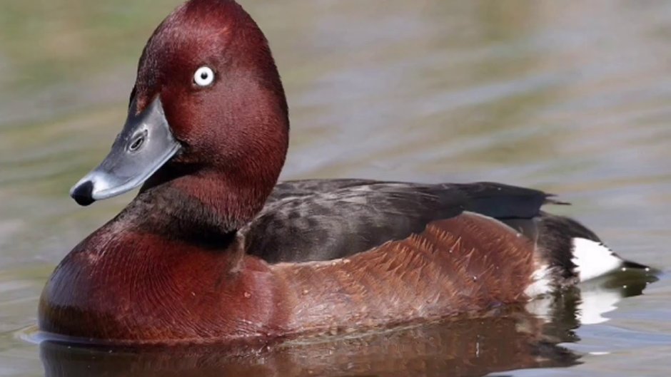 Белоглазый нырок (белоглазая чернеть)