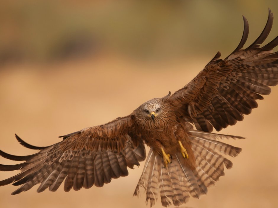 Ястреб в полете