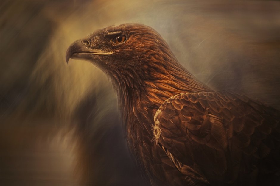 Широкоротый Коршун