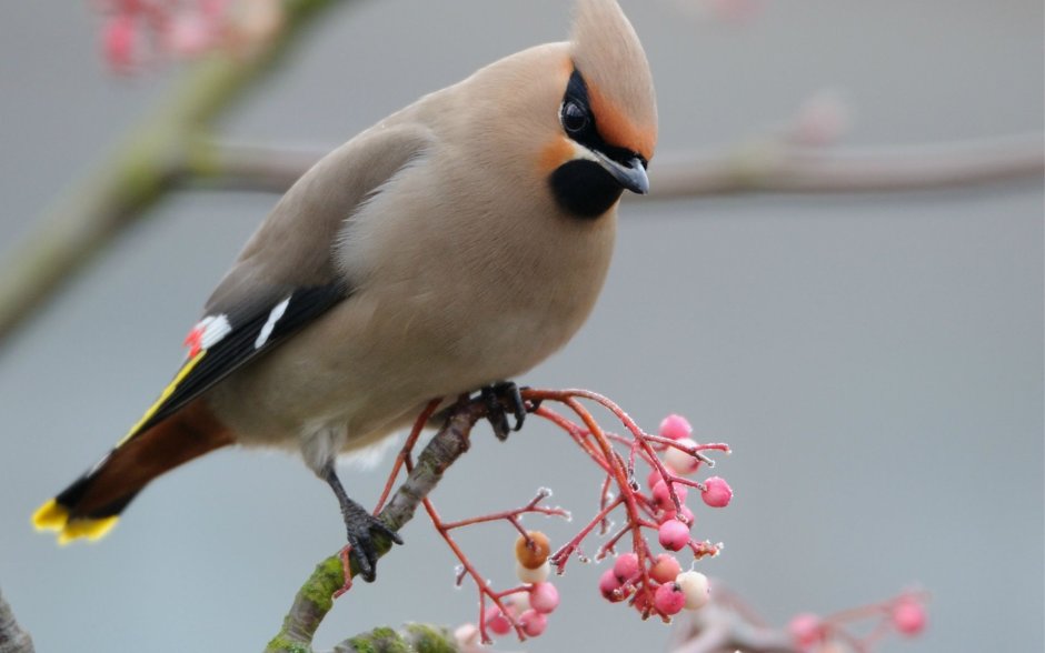 Птичка свиристель