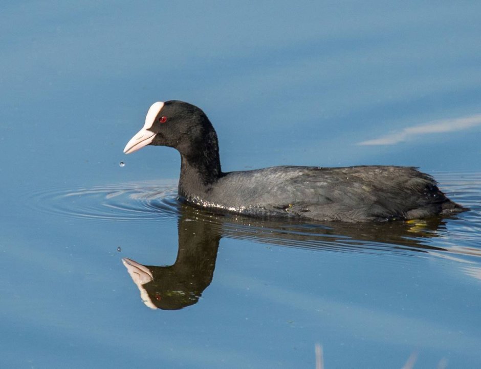 Лысуха (Fulica atra)