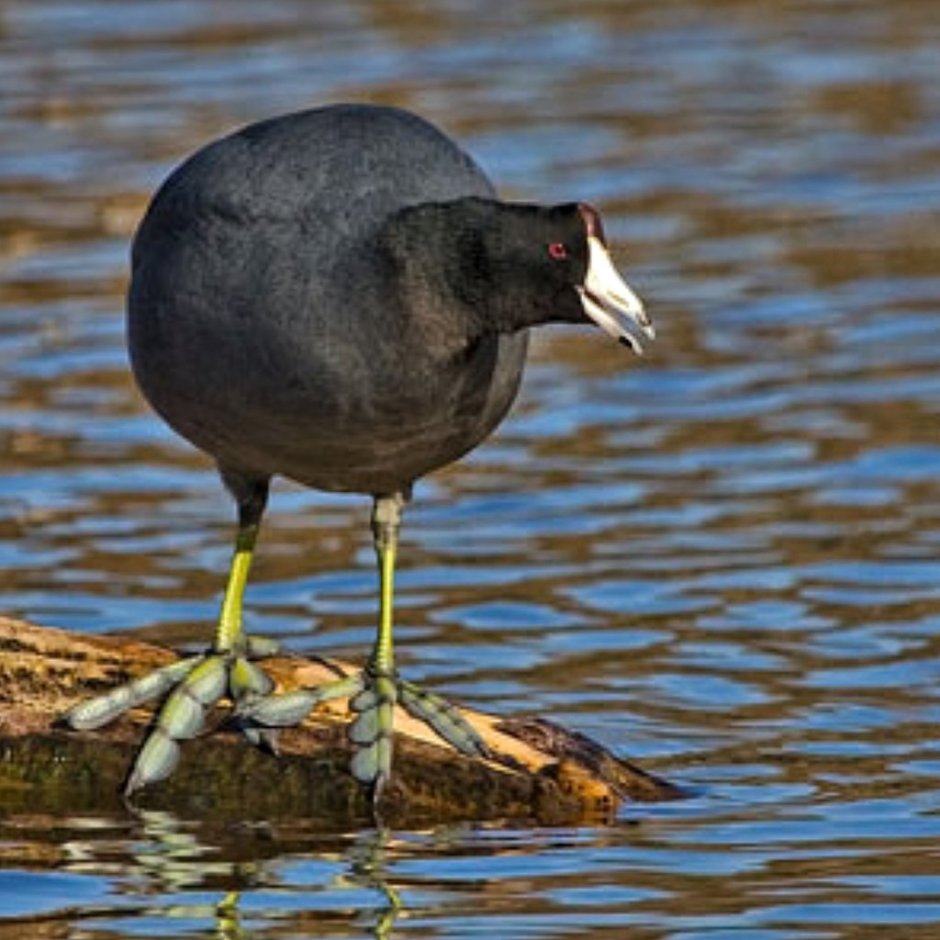 Американская лысуха (Fulica Americana)