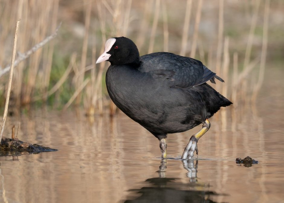 Лысуха (Fulica atra)