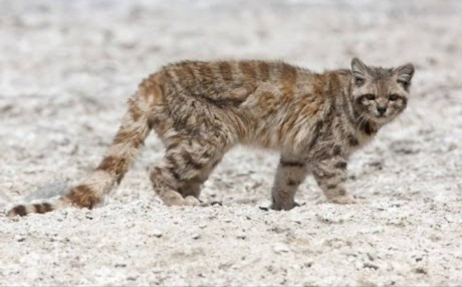 Leopardus Jacobitus