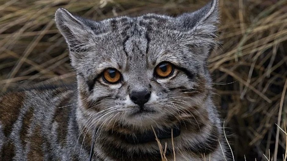 Андская Дикая кошка