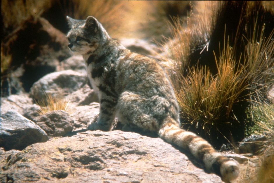 Leopardus Jacobitus