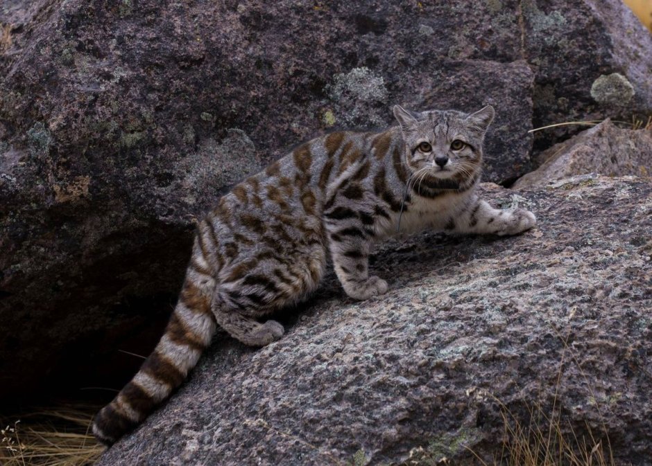 Андская Дикая кошка