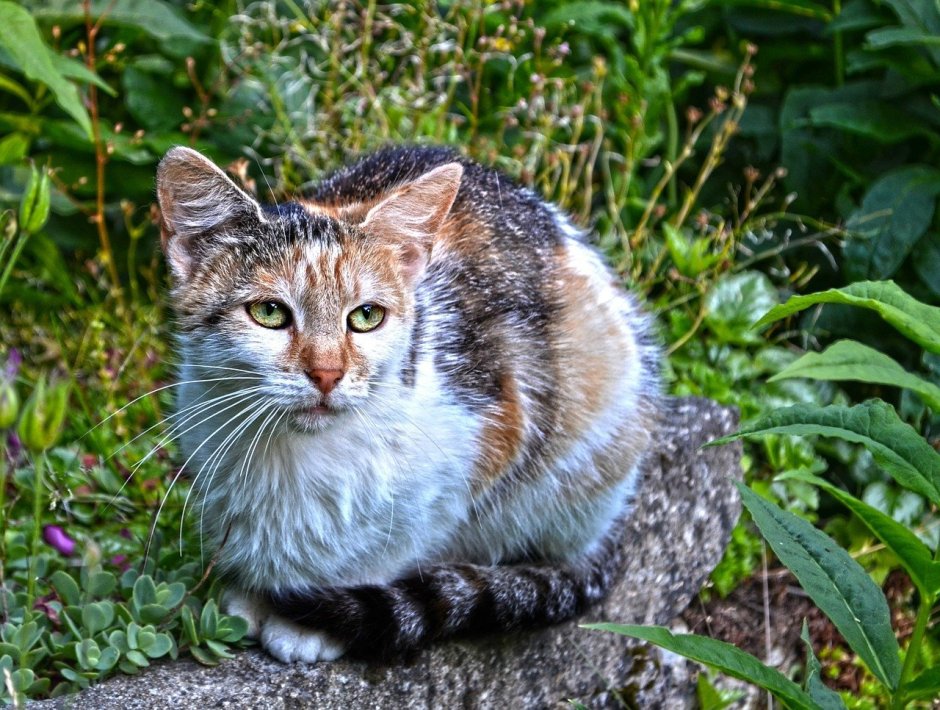Лесной кот