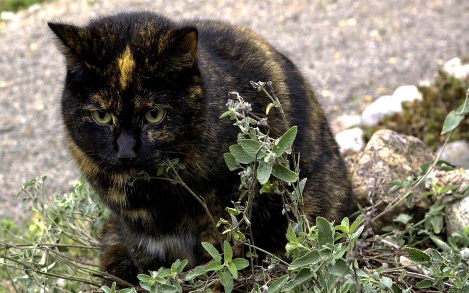 Альпийская кошка