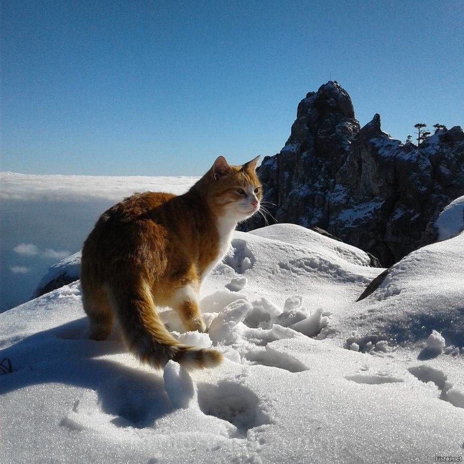 Кот в горах