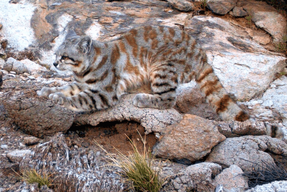 Андская кошка