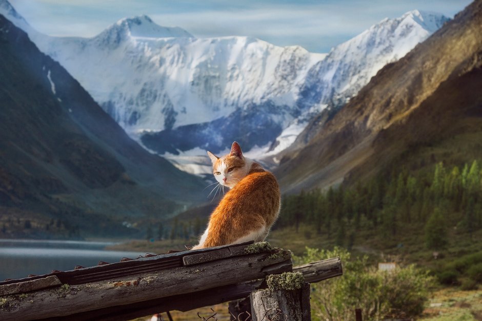 Кошка на фоне гор