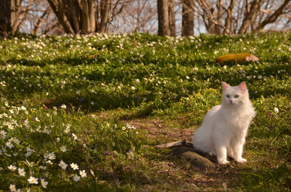 Весна и котики