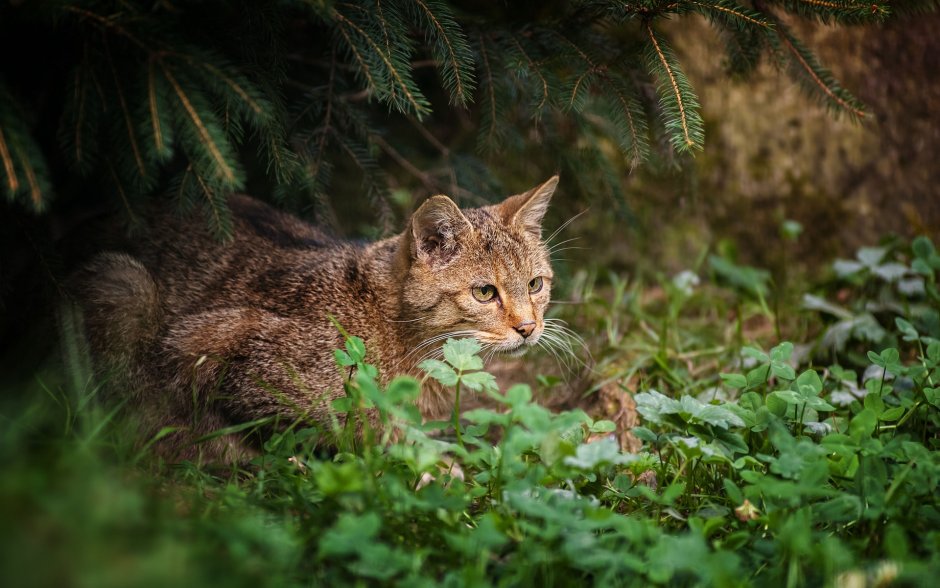 Кот путешественник