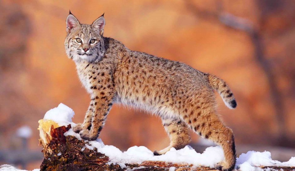 Андская Горная кошка