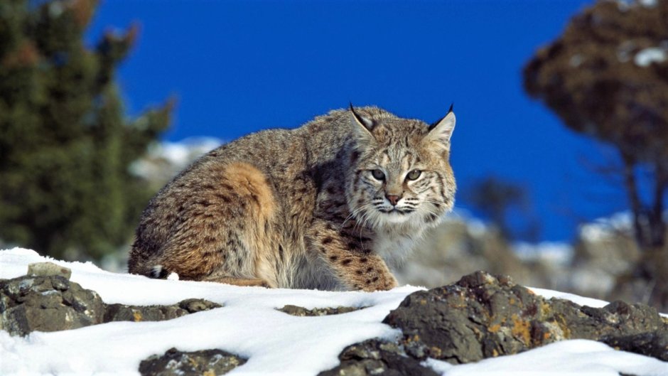 Альпийская кошка