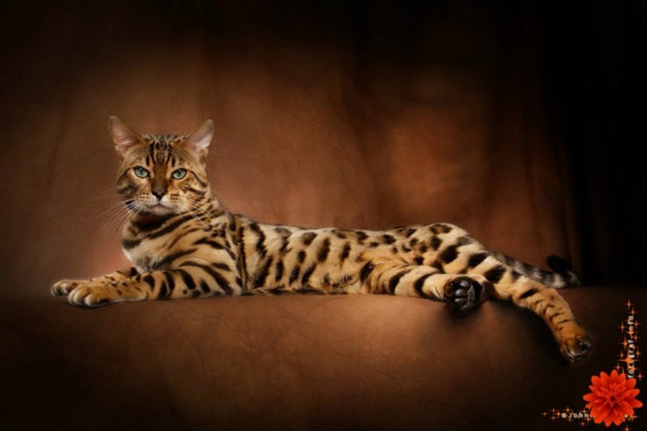 Бенгальская кошка на рабочий стол