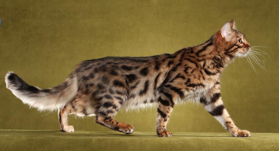 Длинношерстный бенгал Кашмир