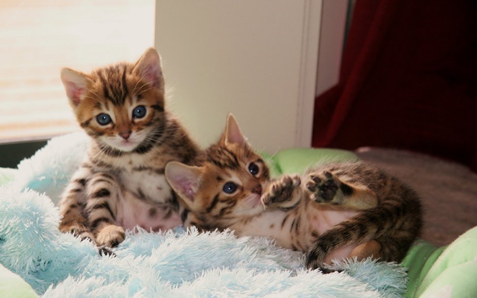 Бенгальские котята маленькие