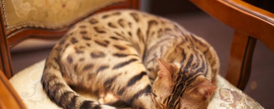 Бенгальская кошка обои