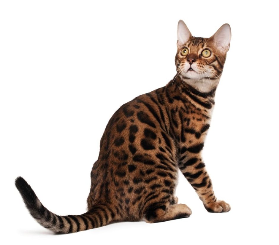 Бенгал котенок