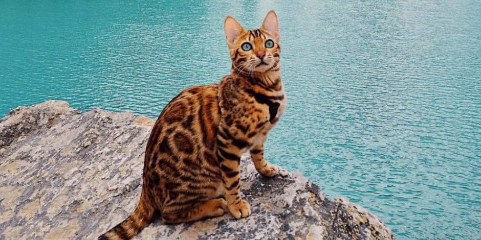 Бенгальская кошка путешественница