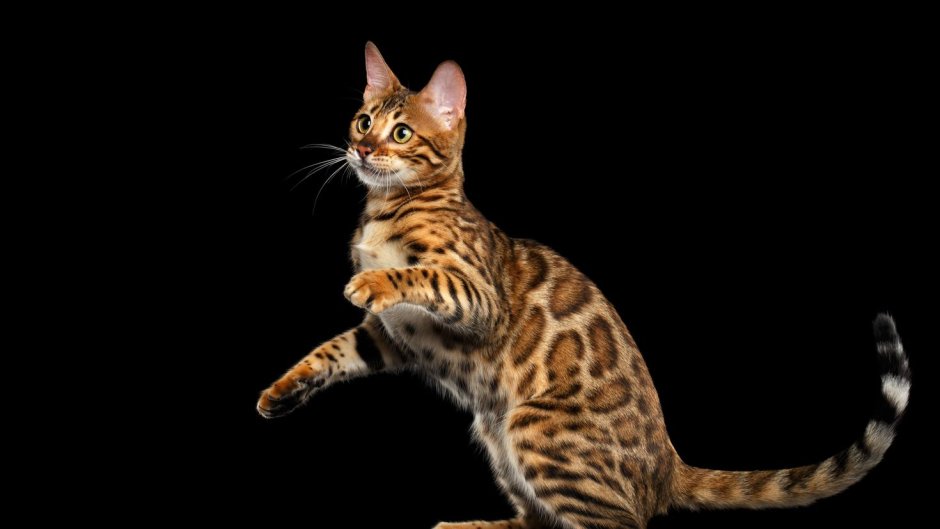 Бенгальская кошка длинношерстная