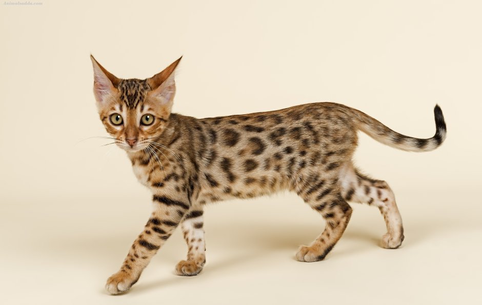 Абиссинская кошка леопард