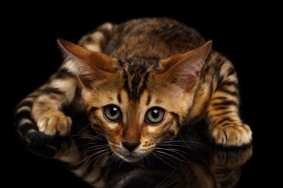 Бенгальский кот на черном фоне