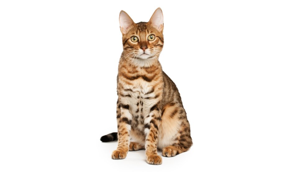 Бенгальская кошка на белом фоне