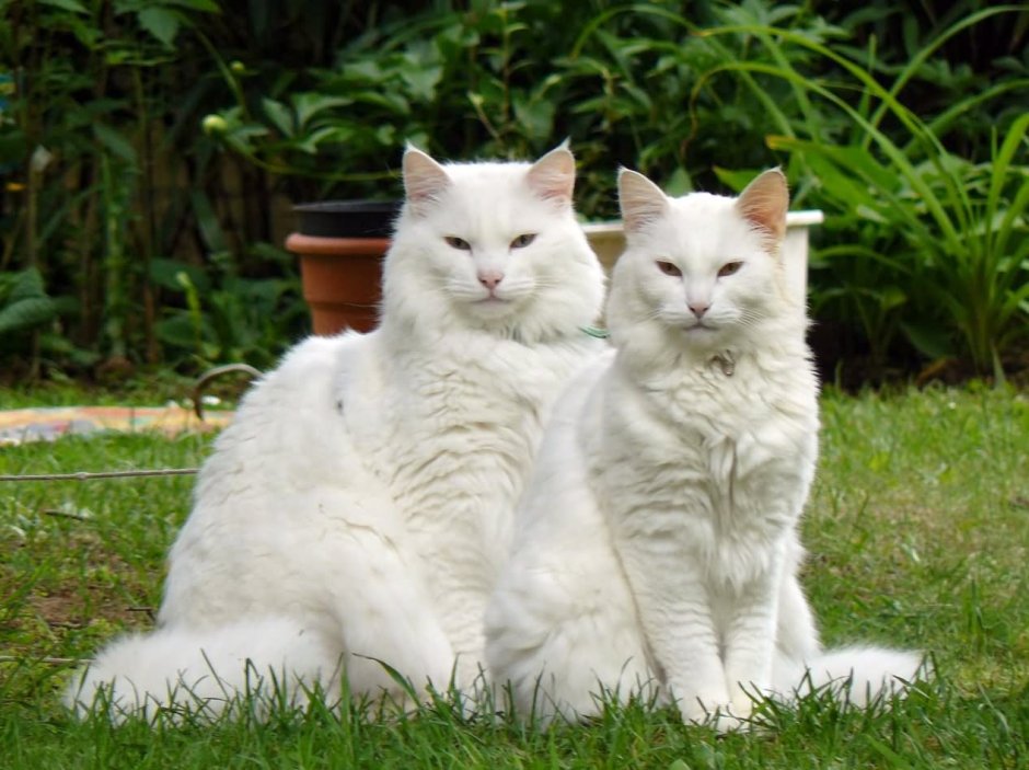 2 . Норвежская Лесная кошка