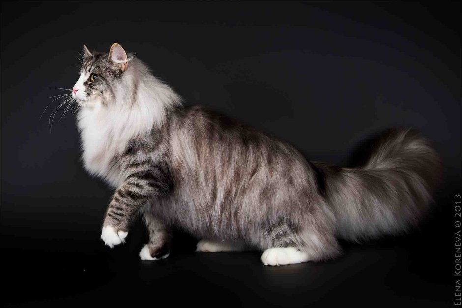 Норвежский Лесной кот питомник красный