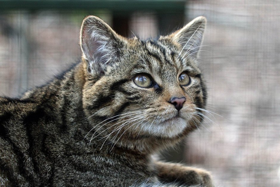 Cosy _Wildcat.