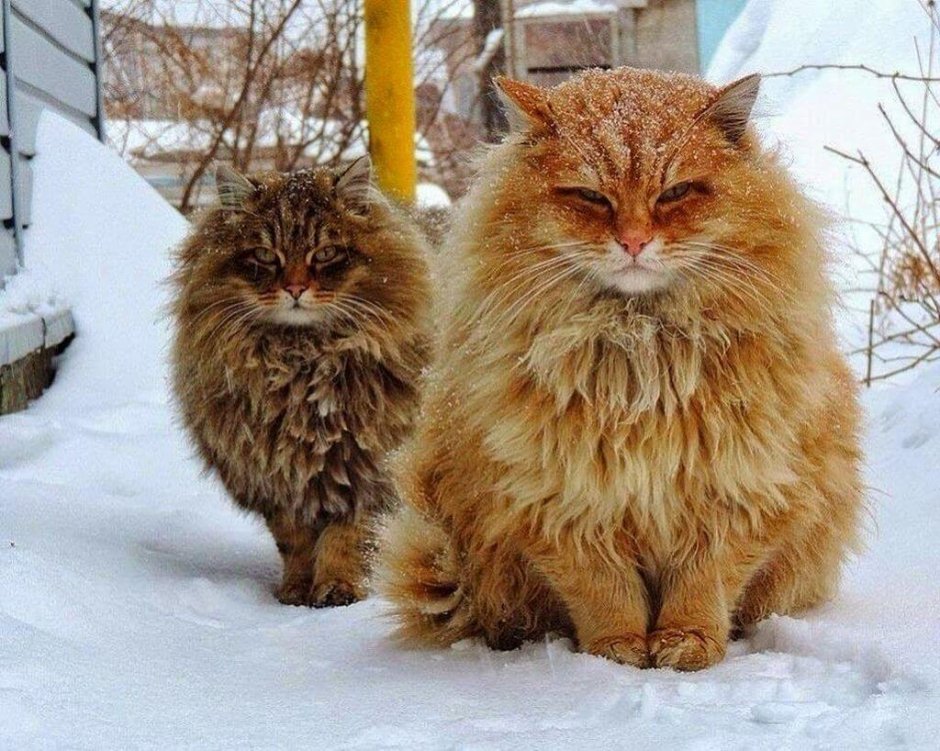 Сибирская кошка палевая