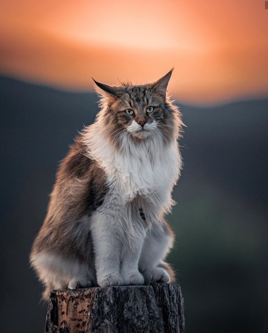 Британская Лесная кошка