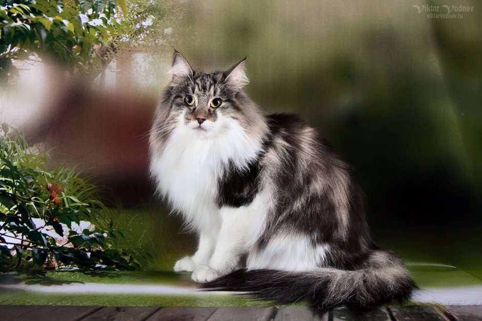 Коты Воители в реальной жизни