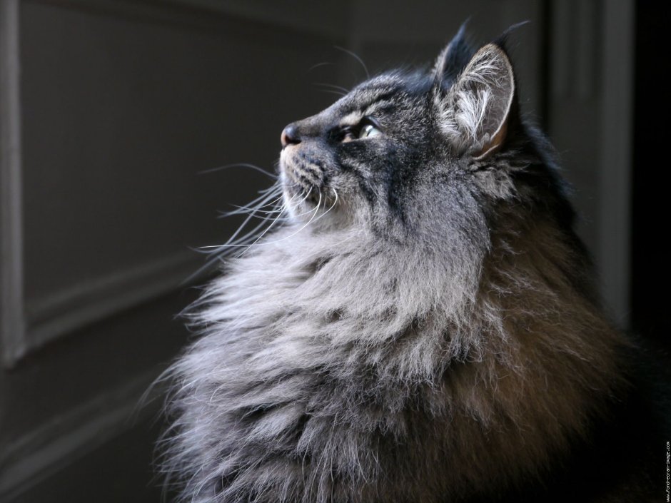 Норвежская Лесная кошка профиль