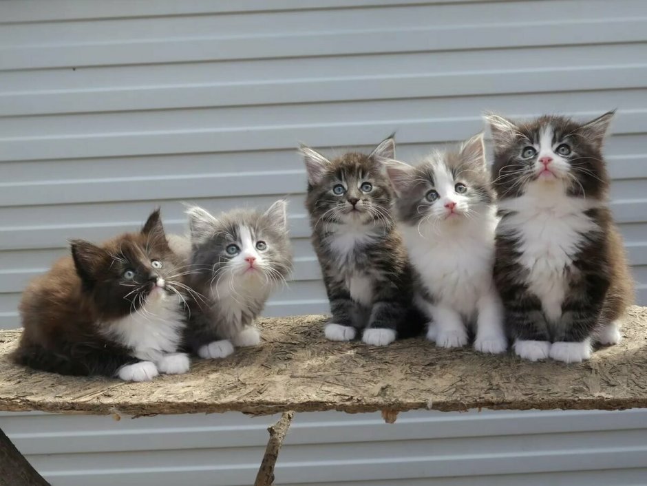 Норвежские Лесные котята