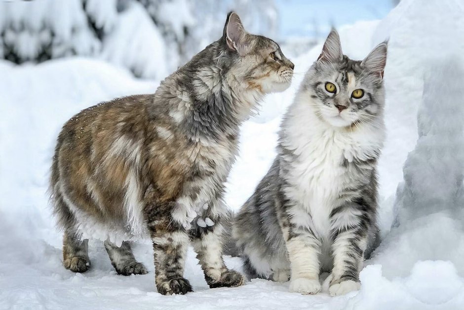 Кот помесь норвежского лесного