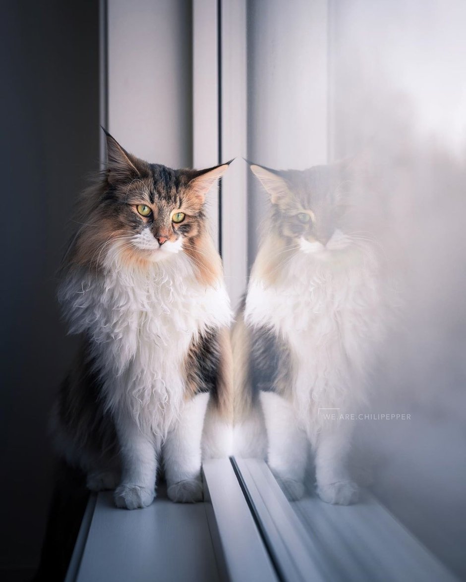 Норвежский кот Инстаграмм