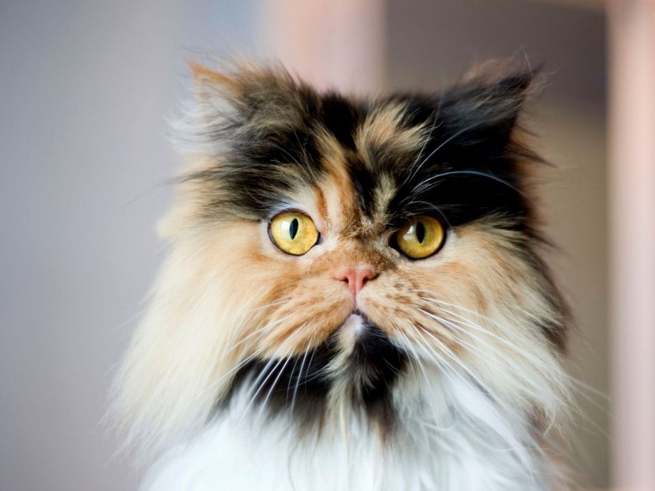 Трехшерстная Персидская кошка