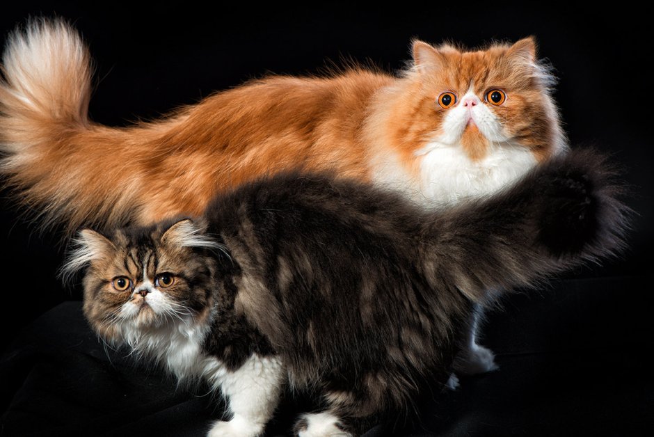 Персидский кот и кошка вместе