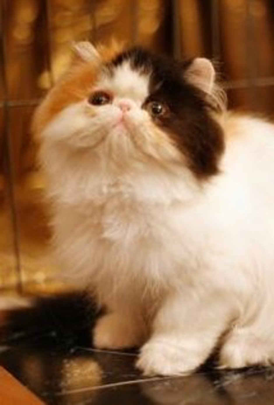 Трёхцветная кошка Мейн кун