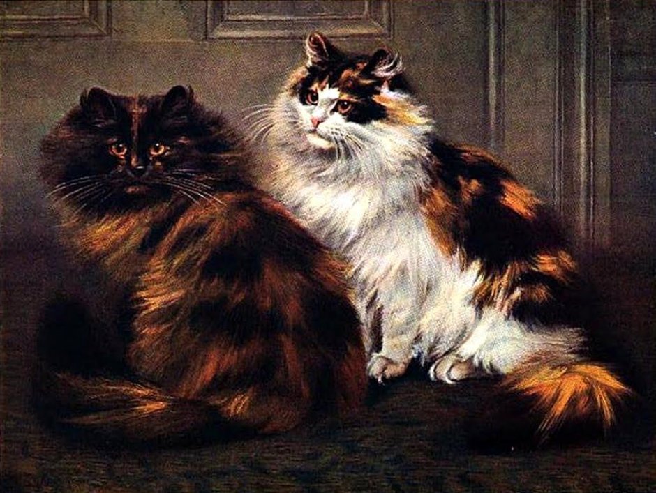 Калика коты